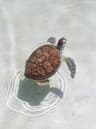 Profile picture of Lu'