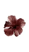 Profile picture of Planora