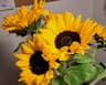Profile picture of Sunflower